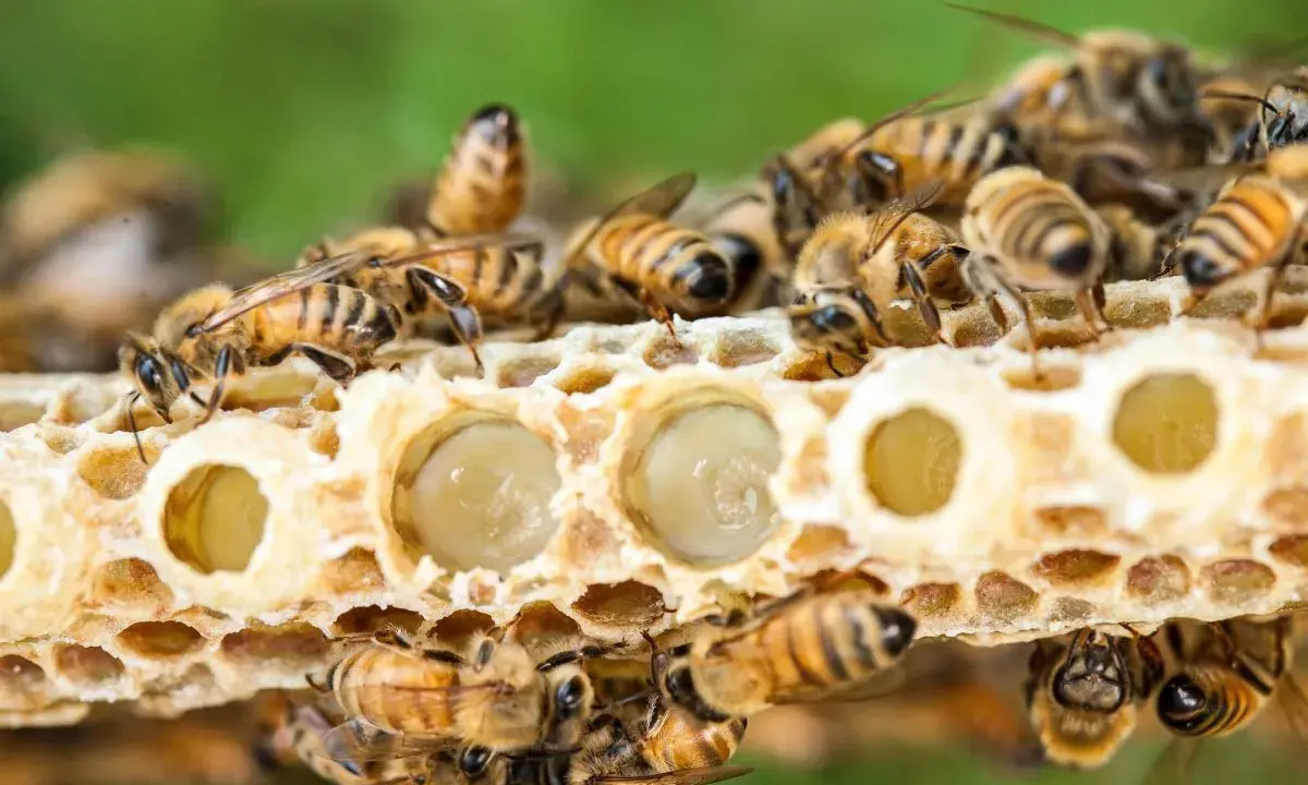 Abejas cuidan larvas en panal. La jalea real para que sirve es alimentar a las futuras reinas, dándoles fuerza y nutrientes.