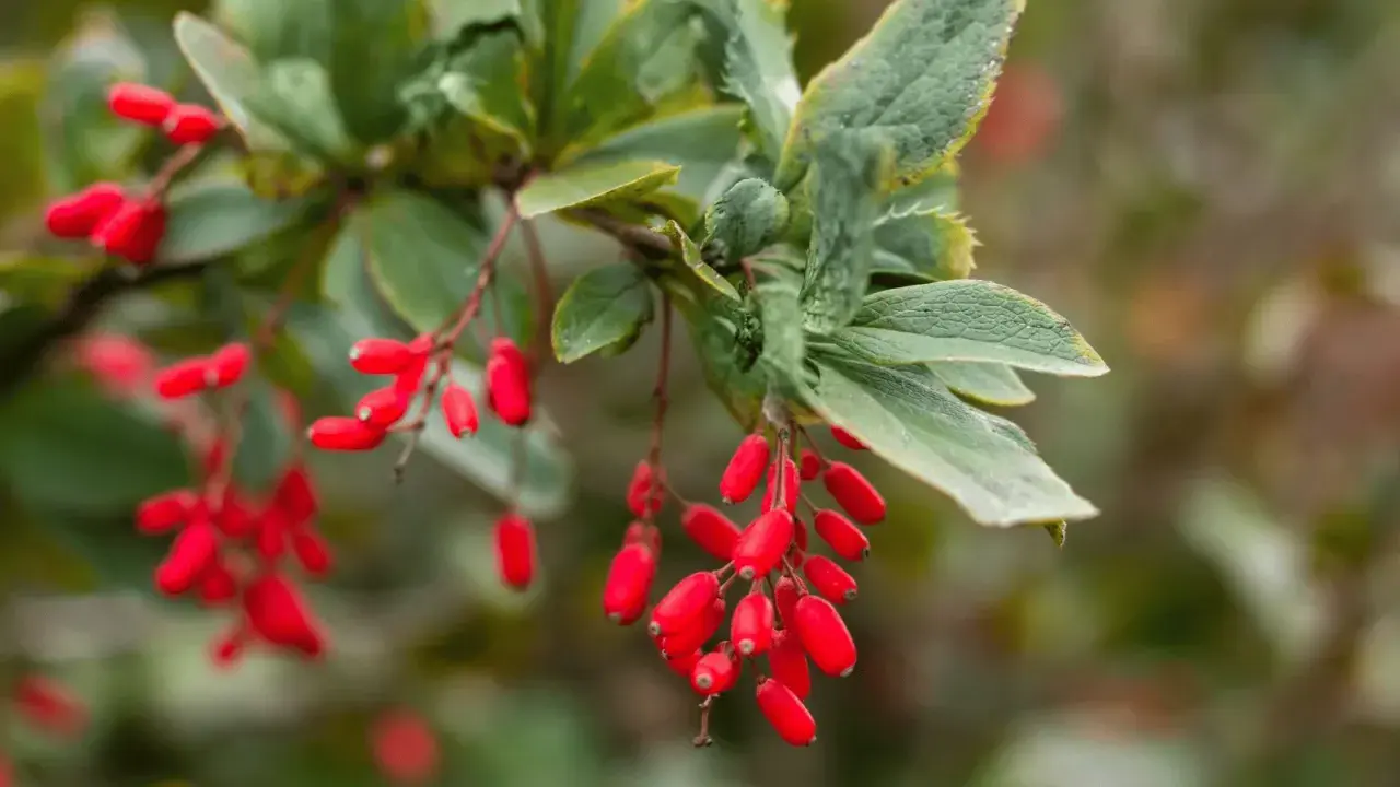 Ramitas con bayas rojas vibrantes, evocando la berberina para adelgazar y la salud natural.