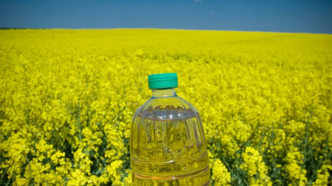 Botella de aceite de colza frente a un campo de colza amarilla. El aceite de colza es malo para la salud.
