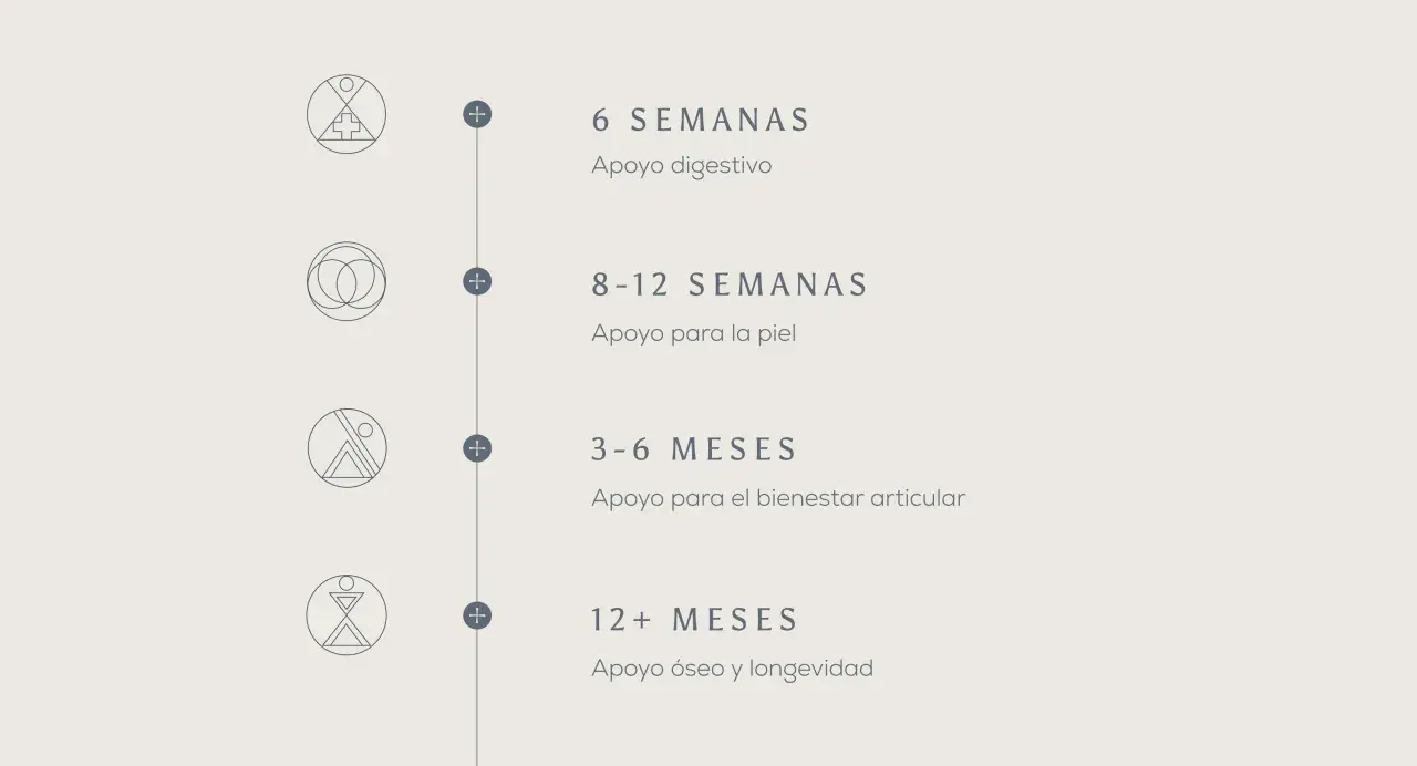 Guía de consumo de colágeno: 6 semanas para digestión, 8-12 para piel, 3-6 meses para articulaciones, 12+ meses para huesos.