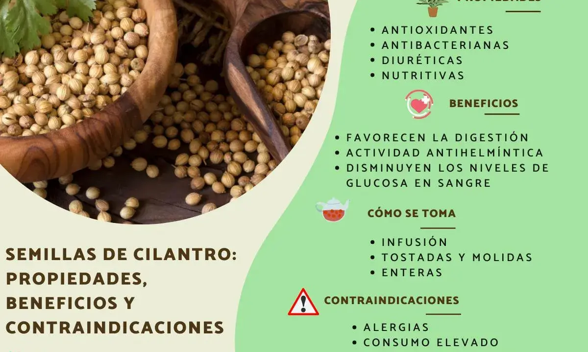 Semillas de cilantro: antioxidantes, antibacterianas y diuréticas. Descubre sus propiedades y beneficios para la salud.
