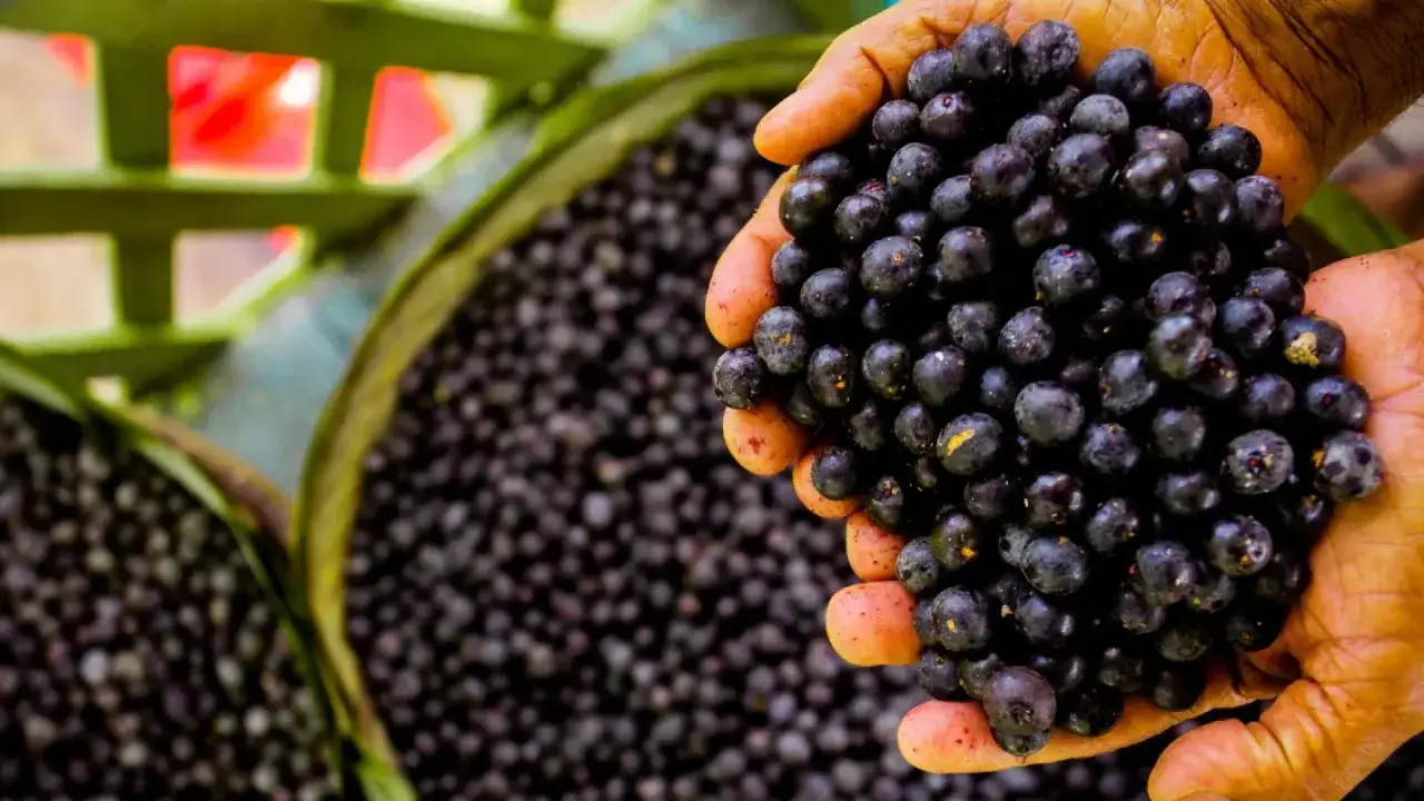 Manos sostienen un puñado de frutos de açai, mostrando qué es esta baya amazónica.