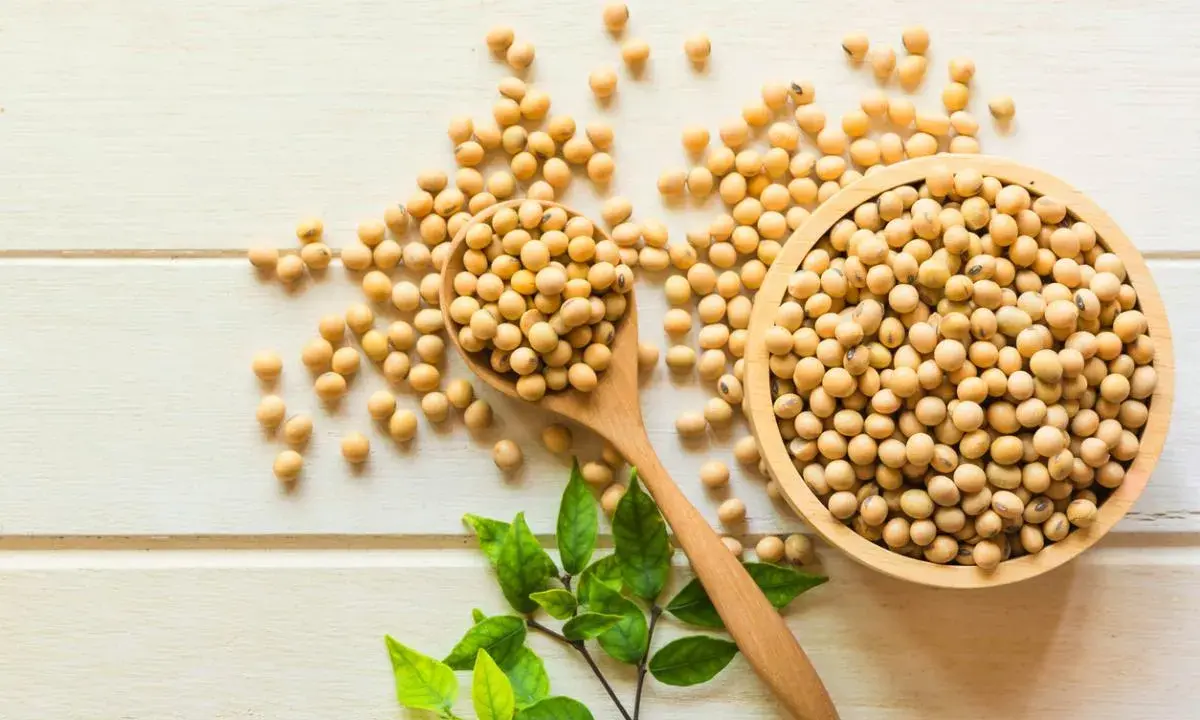 Granos de soja en cuchara y cuenco de madera. Aunque las isoflavonas de soja engordan, son un alimento nutritivo.