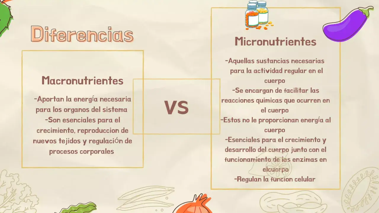 Diferencias entre macronutrientes y micronutrientes. Los primeros aportan energía y son esenciales para el crecimiento; los segundos facilitan reacciones químicas.