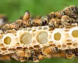 Abejas cuidan larvas en panal. La jalea real para que sirve es alimentar a las futuras reinas, dándoles fuerza y nutrientes.