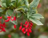 Ramitas con bayas rojas vibrantes, evocando la berberina para adelgazar y la salud natural.
