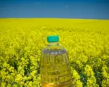 Botella de aceite de colza frente a un campo de colza amarilla. El aceite de colza es malo para la salud.