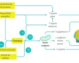 Diagrama muestra cómo la fructosa y otros alimentos contribuyen al estrés oxidativo, lipogénesis y desequilibrio energético, llevando a un aumento de grasa corporal.