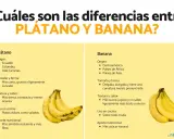 Infografía que explica la diferencia entre plátano y banana, mostrando sus orígenes, tamaño, textura, uso en cocina y aporte nutricional.