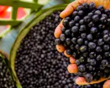 Manos sostienen un puñado de frutos de açai, mostrando qué es esta baya amazónica.