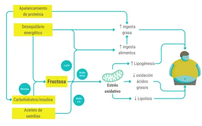Diagrama muestra cómo la fructosa y otros alimentos contribuyen al estrés oxidativo, lipogénesis y desequilibrio energético, llevando a un aumento de grasa corporal.