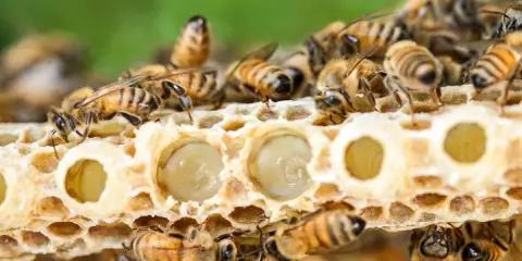 Abejas cuidan larvas en panal. La jalea real para que sirve es alimentar a las futuras reinas, dándoles fuerza y nutrientes.
