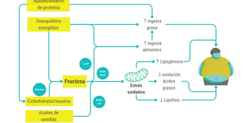 Diagrama muestra cómo la fructosa y otros alimentos contribuyen al estrés oxidativo, lipogénesis y desequilibrio energético, llevando a un aumento de grasa corporal.