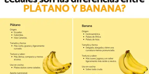 Infografía que explica la diferencia entre plátano y banana, mostrando sus orígenes, tamaño, textura, uso en cocina y aporte nutricional.