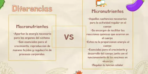 Diferencias entre macronutrientes y micronutrientes. Los primeros aportan energía y son esenciales para el crecimiento; los segundos facilitan reacciones químicas.
