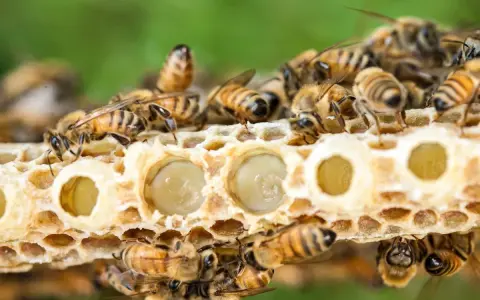 Abejas cuidan larvas en panal. La jalea real para que sirve es alimentar a las futuras reinas, dándoles fuerza y nutrientes.