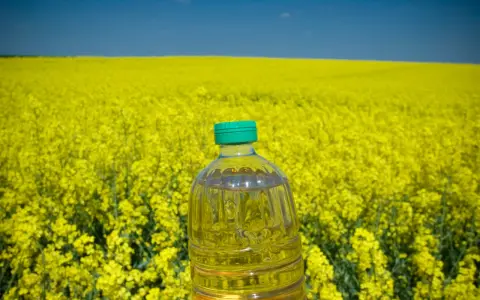 Botella de aceite de colza frente a un campo de colza amarilla. El aceite de colza es malo para la salud.