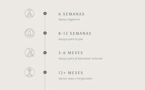 Guía de consumo de colágeno: 6 semanas para digestión, 8-12 para piel, 3-6 meses para articulaciones, 12+ meses para huesos.