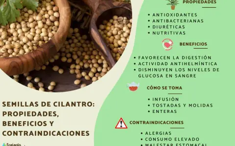 Semillas de cilantro: antioxidantes, antibacterianas y diuréticas. Descubre sus propiedades y beneficios para la salud.