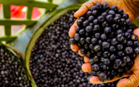 Manos sostienen un puñado de frutos de açai, mostrando qué es esta baya amazónica.