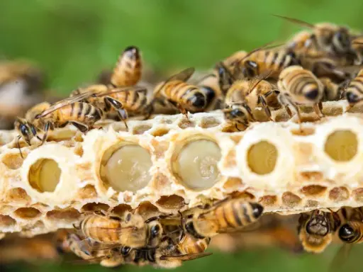 Abejas cuidan larvas en panal. La jalea real para que sirve es alimentar a las futuras reinas, dándoles fuerza y nutrientes.