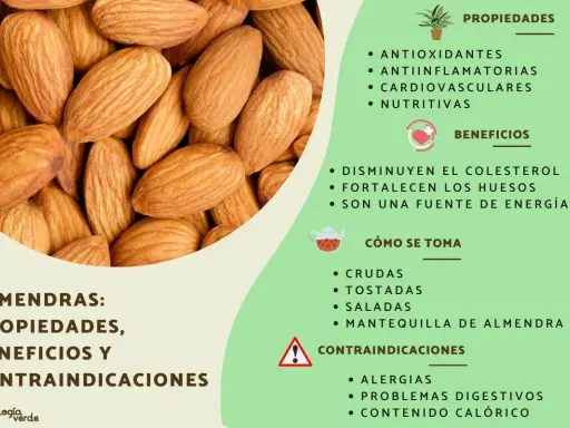 Almendras: sus propiedades antioxidantes, antiinflamatorias y nutritivas. Beneficios para el colesterol y huesos.