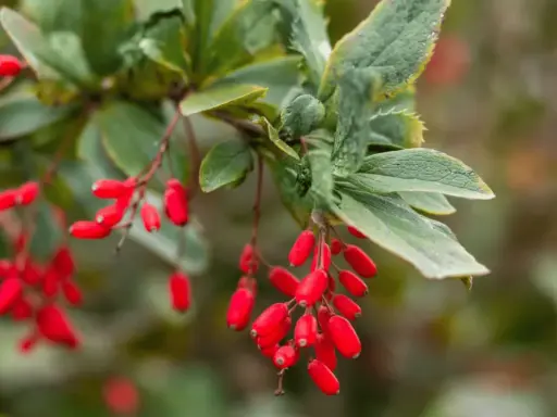 Ramitas con bayas rojas vibrantes, evocando la berberina para adelgazar y la salud natural.