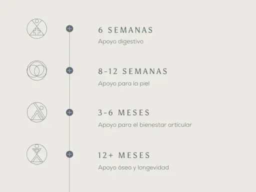 Guía de consumo de colágeno: 6 semanas para digestión, 8-12 para piel, 3-6 meses para articulaciones, 12+ meses para huesos.