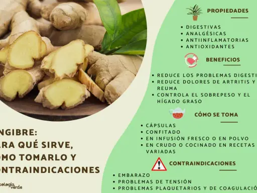 Jengibre fresco y cortado, destacando sus propiedades digestivas y antiinflamatorias, ideal para preparar una infusión reconfortante.