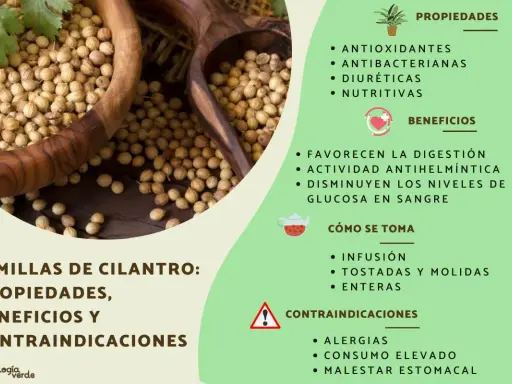 Semillas de cilantro: antioxidantes, antibacterianas y diuréticas. Descubre sus propiedades y beneficios para la salud.