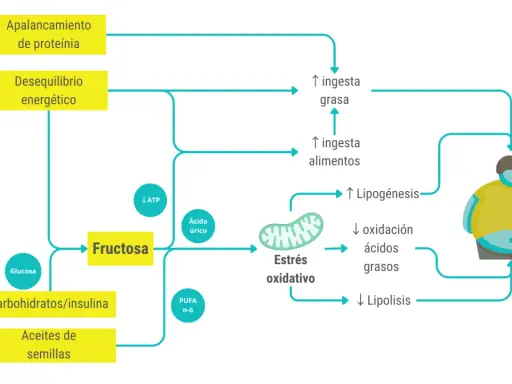 Diagrama muestra cómo la fructosa y otros alimentos contribuyen al estrés oxidativo, lipogénesis y desequilibrio energético, llevando a un aumento de grasa corporal.