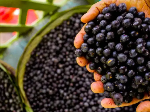 Manos sostienen un puñado de frutos de açai, mostrando qué es esta baya amazónica.