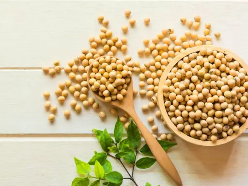 Granos de soja en cuchara y cuenco de madera. Aunque las isoflavonas de soja engordan, son un alimento nutritivo.