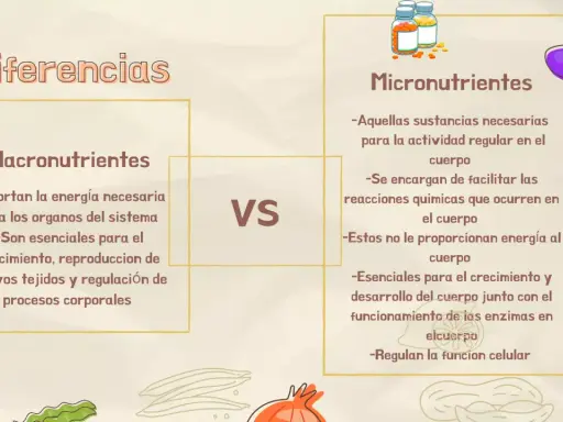 Diferencias entre macronutrientes y micronutrientes. Los primeros aportan energía y son esenciales para el crecimiento; los segundos facilitan reacciones químicas.