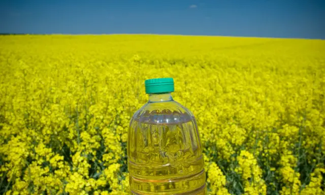 Botella de aceite de colza frente a un campo de colza amarilla. El aceite de colza es malo para la salud.