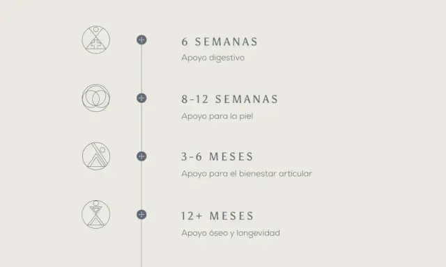 Guía de consumo de colágeno: 6 semanas para digestión, 8-12 para piel, 3-6 meses para articulaciones, 12+ meses para huesos.