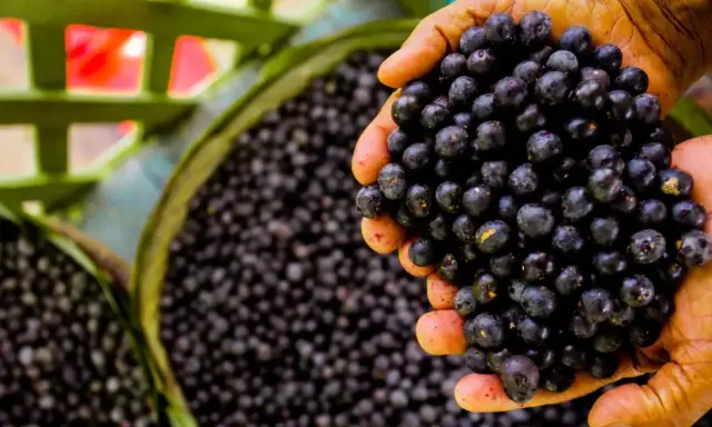 Manos sostienen un puñado de frutos de açai, mostrando qué es esta baya amazónica.