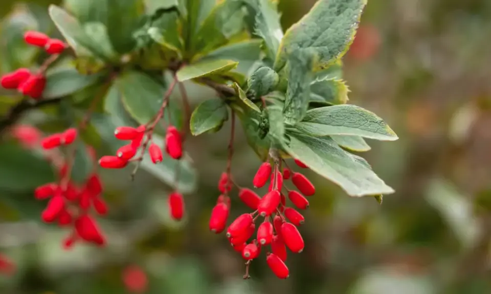Ramitas con bayas rojas vibrantes, evocando la berberina para adelgazar y la salud natural.