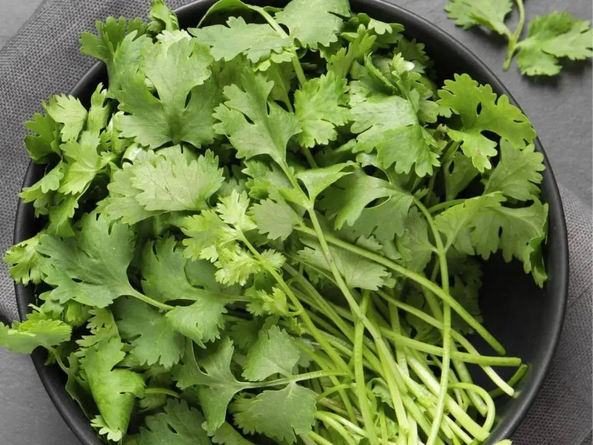 Un tazón negro lleno de cilantro fresco, destacando sus vibrantes hojas verdes y tallos. El cilantro es conocido por sus maravillosas propiedades.