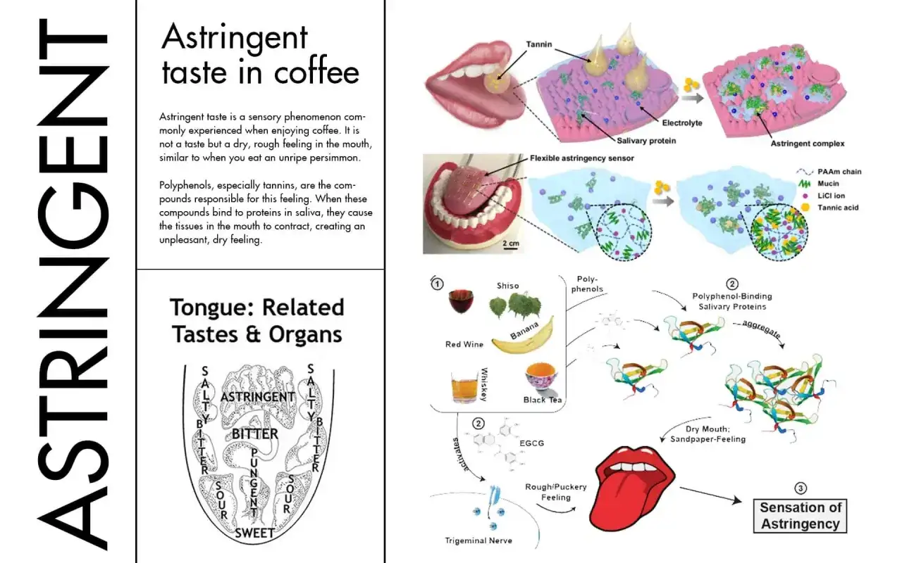 Ilustraci&oacute;n explica el sabor astringente en el caf&eacute;, mostrando c&oacute;mo los polifenoles y taninos interact&uacute;an con la saliva, causando sequedad. Incluye alimentos astringentes.