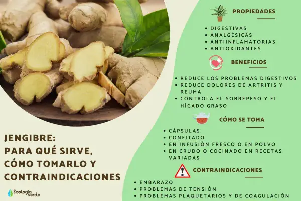 Jengibre fresco y cortado, destacando sus propiedades digestivas y antiinflamatorias, ideal para preparar una infusión reconfortante.