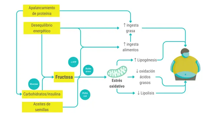 Diagrama muestra cómo la fructosa y otros alimentos contribuyen al estrés oxidativo, lipogénesis y desequilibrio energético, llevando a un aumento de grasa corporal.