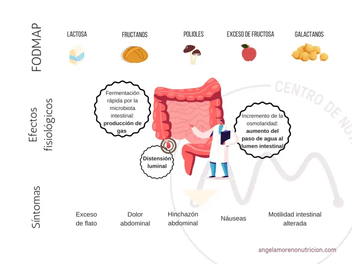 Ilustración sobre la dieta baja en FODMAP, mostrando sus efectos fisiológicos y síntomas como distensión, gases y dolor abdominal.