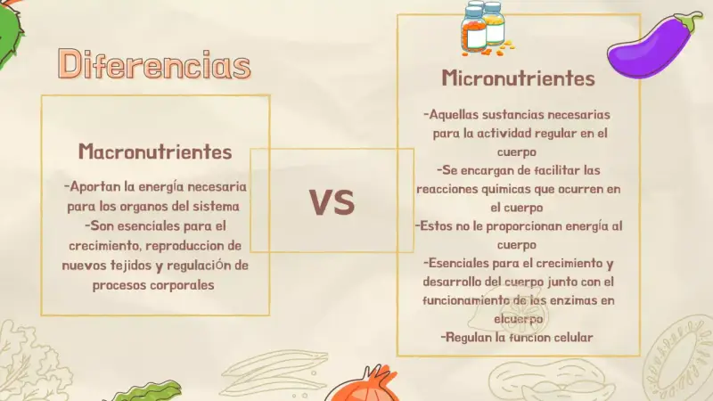 Diferencias entre macronutrientes y micronutrientes. Los primeros aportan energía y son esenciales para el crecimiento; los segundos facilitan reacciones químicas.